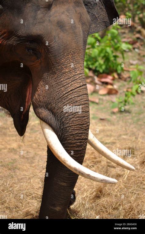 Nature of the Asian ivory. It is the elephant tooth Stock Photo - Alamy