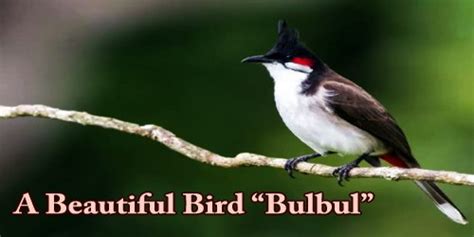 A Beautiful Bird “Bulbul” - Assignment Point