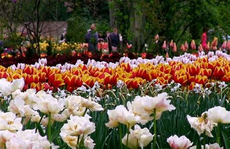 Holland's Tulip festival is a huge garden of spectacular color and beauty