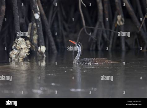 African Finfoot (Podica senegalensis Stock Photo - Alamy