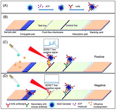 Biosensors | Free Full-Text | In Vitro and In Vivo SERS Biosensing for Disease Diagnosis