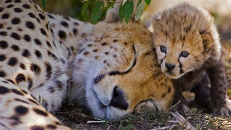 Baby Cheetah Cubs Running