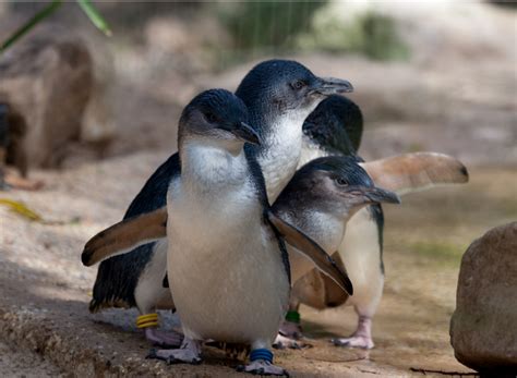 How to See Fairy Penguins in Melbourne - OFF A SMALL ISLAND