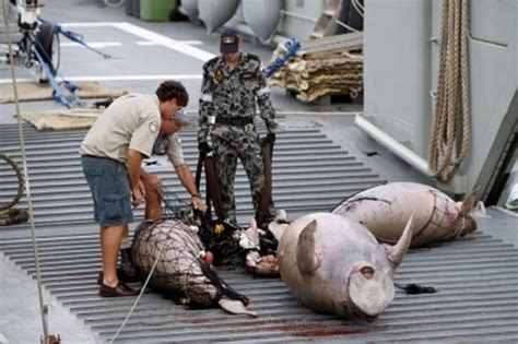 About Dugongs - Save The Dugong