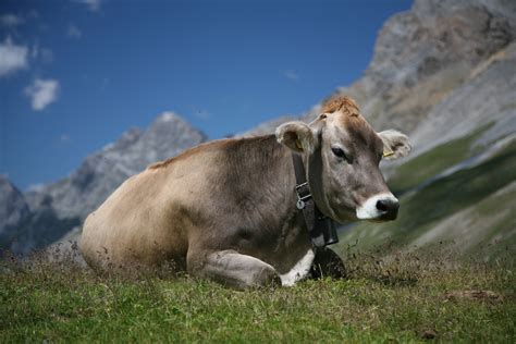 File:CH cow 1.jpg - Wikimedia Commons