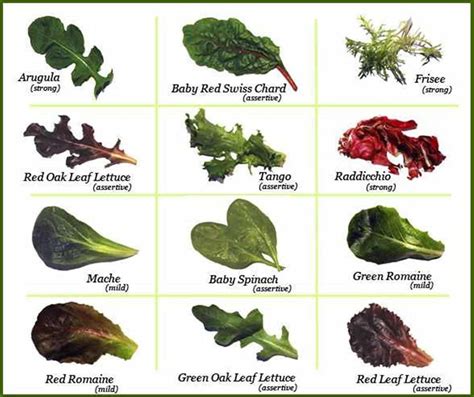 Fruits and Vegetables Vocabulary in English | Pflanzen, Lebensmittel, Nahrung