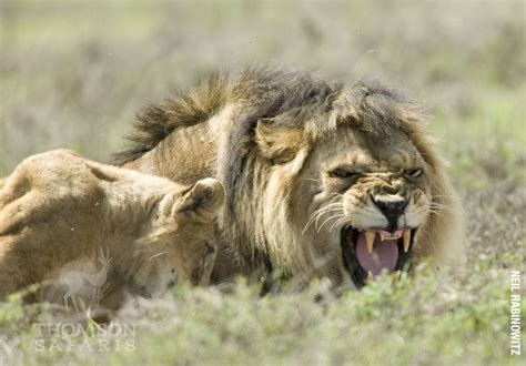 lion-cub-roar - Thomson Safaris