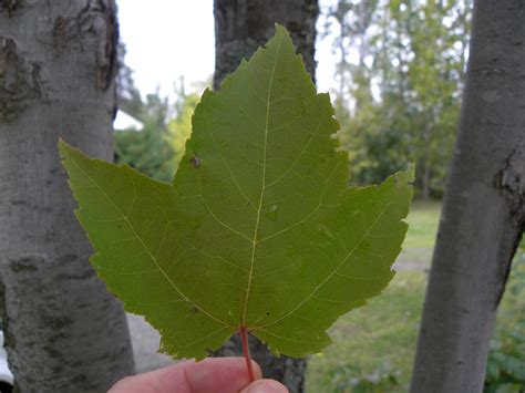 Incoming BYTES: Sugar-Maple leaves DO turn Red