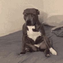 Dog Bed GIFs | Tenor