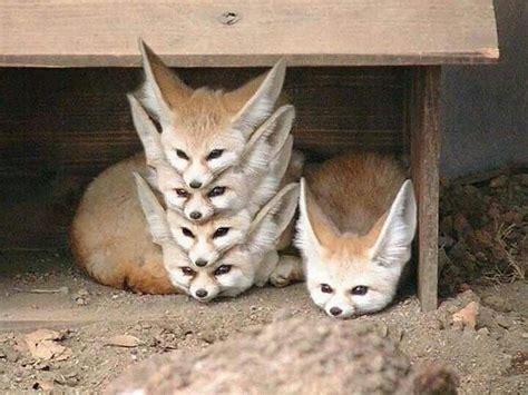 Fennec fox pile. | Meme sugli animali, Foto lol, Peluche di animali