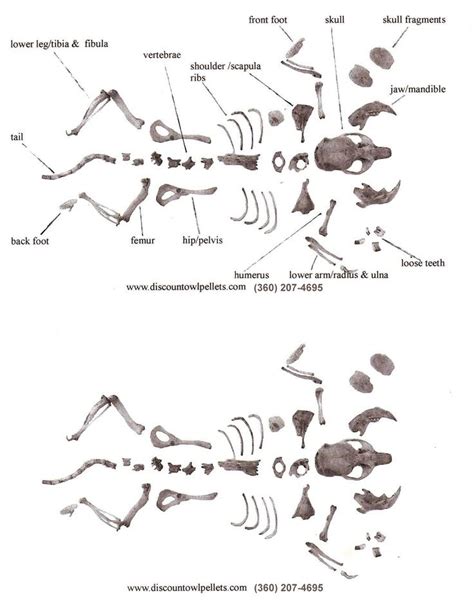 Owl Pellet Bone Chart | Owl pellets, Owl, Owl facts