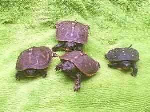 Baby Land Turtles