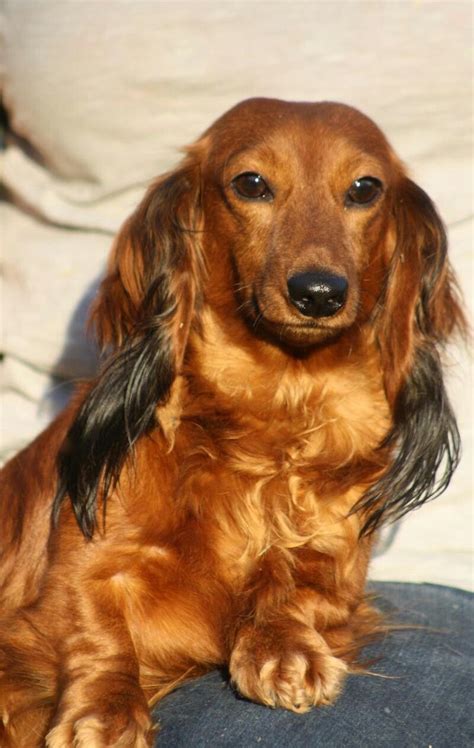 Pin by chrissy Musgrave on Dachshunds | Dachshund mom, Dachshund puppy long haired, Dapple dachshund