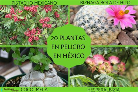 20 PLANTAS en PELIGRO de extinción en MÉXICO - Nombres y fotos