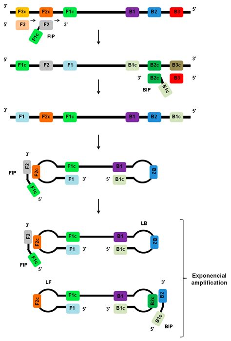 Viruses | Free Full-Text | Loop-Mediated Isothermal Amplification (LAMP ...