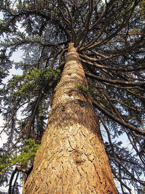 Cedars of Lebanon Beirut, Lebanon Cedar, Food Forest Garden, Tree Poem ...