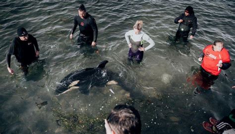 Aerial search for stranded baby orca's pod resumes off Kāpiti Coast | Newshub