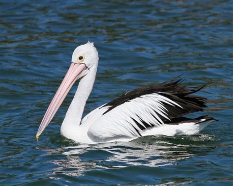 The Australian Pelican is a large waterbird of the family Pelecanidae ...