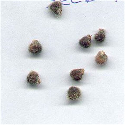 Hibiskus seed propagation