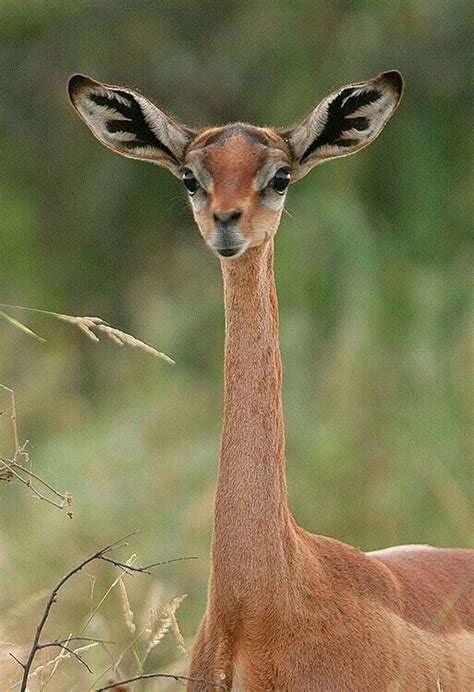 Geranuk - Waller's gazelle (long-necked antelope) | Unusual animals, Nature animals, Interesting ...