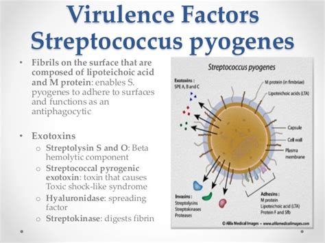 streptococcus of the skin - pictures, photos