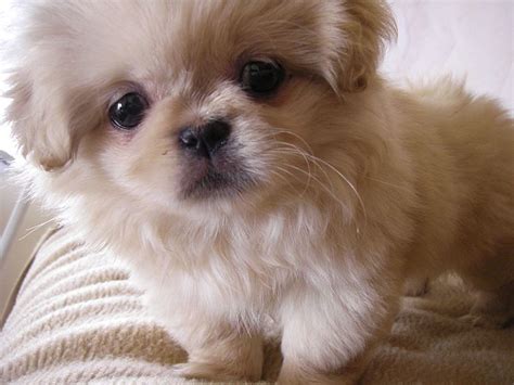 Free Animal Wallpapers: Pekingese Dogs Pictures