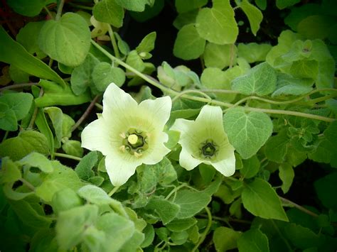 Raritäten Gärtnerei - Garten Jan - Chinesische Glockenwinde ...