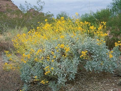 Stunning Photos of Low Water and Drought Tolerant Plants