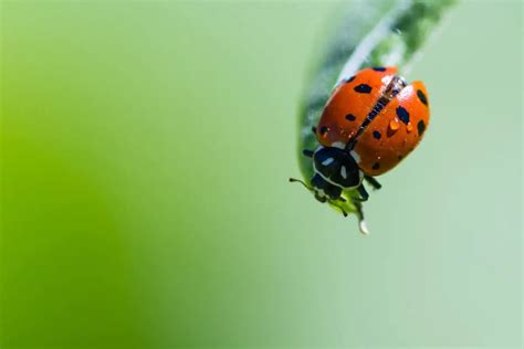 Are Ladybugs Poisonous? – WhatBugIsThat