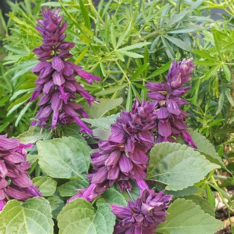 Salvia splendens Sizzler Purple in the GardenTags plant encyclopedia ...