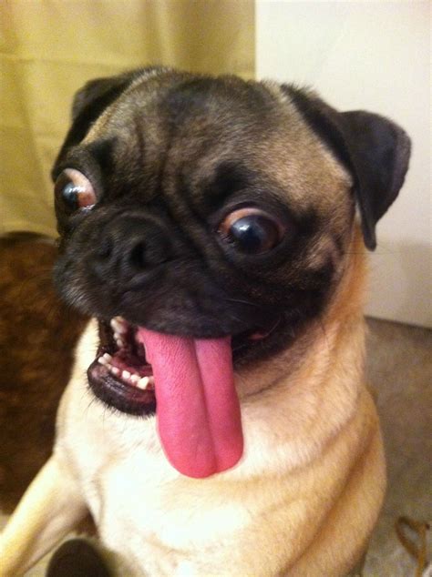 Excited Pug - Doggos N' Puppers - rare puppers - pure doggos - doge memes