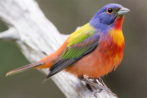 25 Best Birds to See in Texas