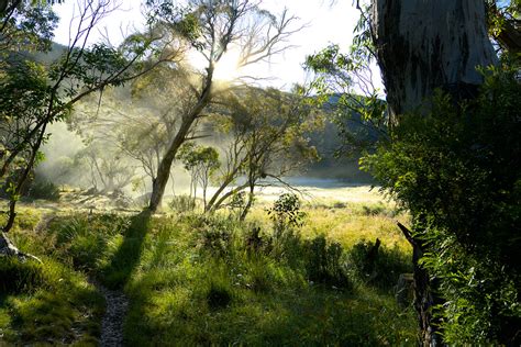 Misty morning beside the Cobungra River | From the Dibbin's … | Flickr