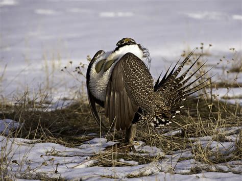 Greater Sage-Grouse | Audubon California