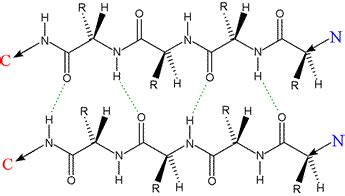 CHEM 440 - β strands and β sheets