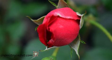 Six Tips for Making Your Rose Blooms Big, Beautiful, & Healthy