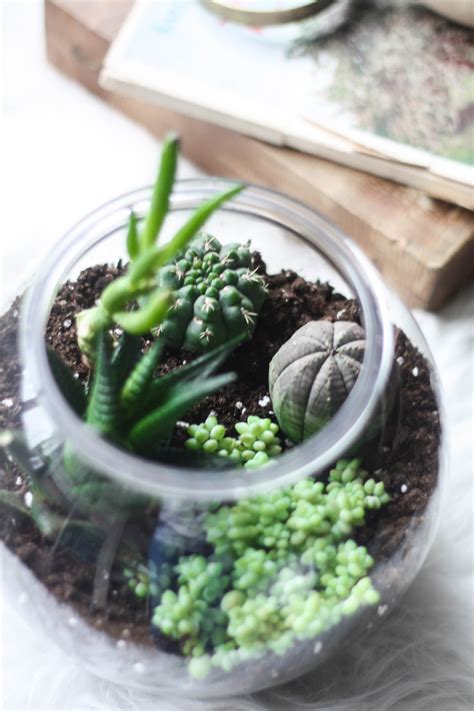 DIY cactus terrarium for £1 - Cityscape Bliss