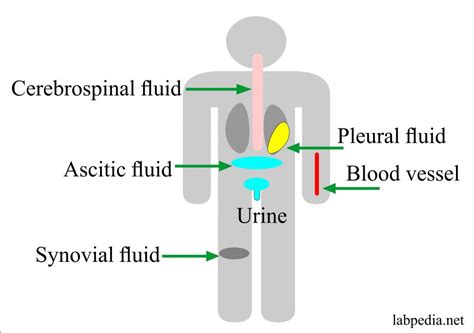 Fluid Analysis – part 7 – Pericardial fluid Analysis – Labpedia.net