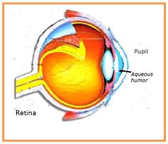 anatomi mata pada manusia lengkap dengan keterangan dan fungsinya ...