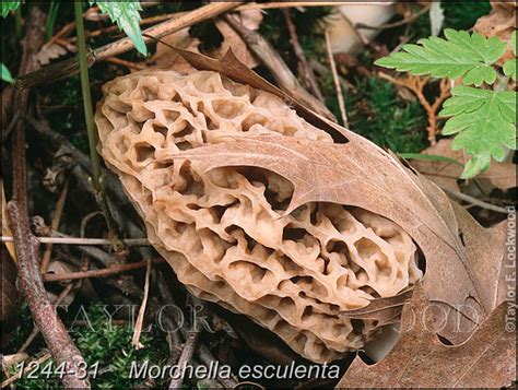 Morchella esculenta-i - Mushroom.Pro