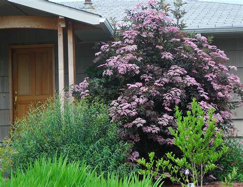 Sambucus nigra Black Beauty™ | Landscape Plants | Oregon State University