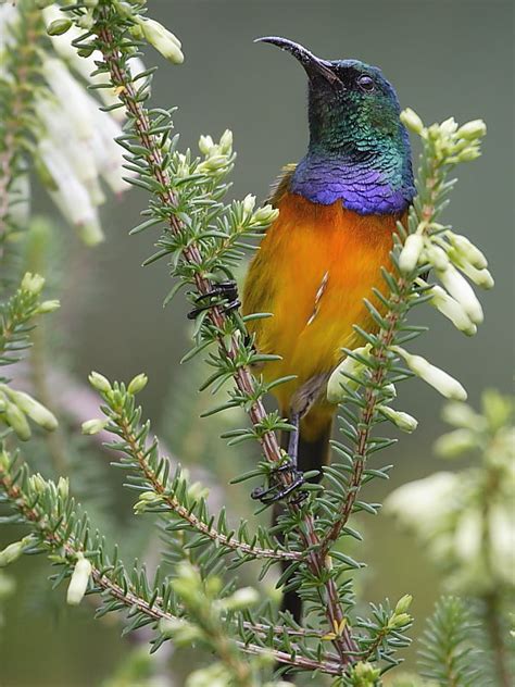 South African birds: Orange-breasted Sunbird | Wildlife Insight