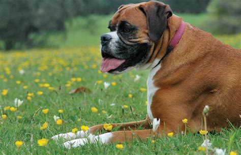 Lumegram | 35 Excellent Boxer Dog Desktop Wallpaper Free Download