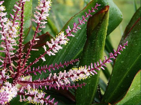 Cordyline fruticosa (Baby Doll Ti Plant, Good-Luck Plant, Hawaiian Ti ...