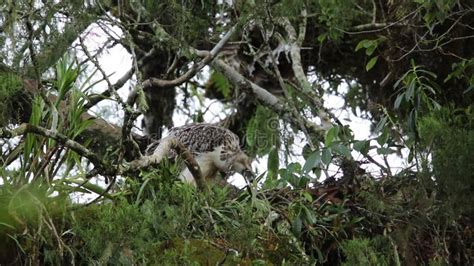 Great Philippine Eagle Nesting Stock Video - Video of pithecophaga, forest: 118985397