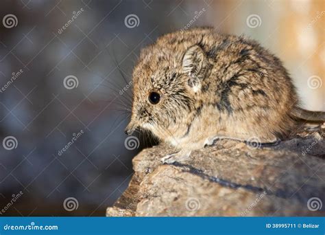 Elephant shrew baby stock image. Image of shrew, small - 38995711