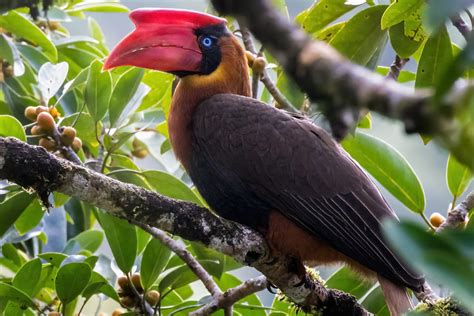 Endangered and elusive bird: Kalaw emerges in Sierra Madre range