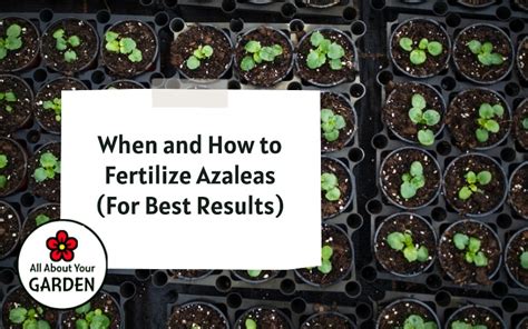 When and How to Fertilize Azaleas (For Best Results)