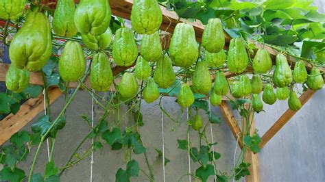 Watch Our Chayote Planting Method Produce an Abundance of Fruit - YouTube