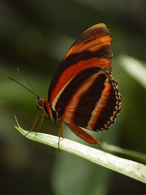 Mainau Butterfly House - ZooChat